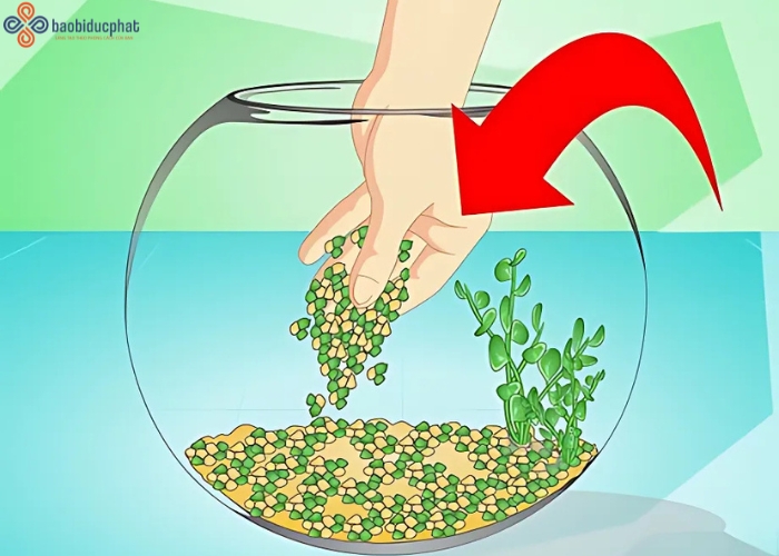 Hướng dẫn chăm sóc cá cảnh trong hũ thủy tinh nuôi cá