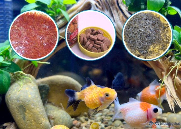 Hướng dẫn chăm sóc cá cảnh trong hũ thủy tinh nuôi cá