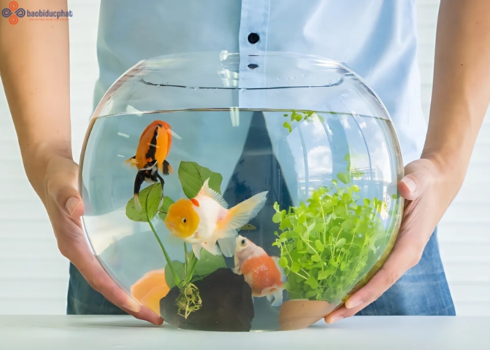 Hướng dẫn chăm sóc cá cảnh trong hũ thủy tinh nuôi cá