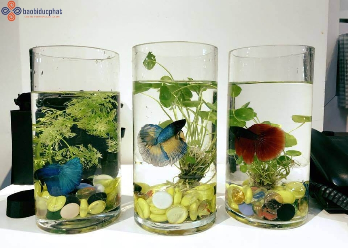 Hướng dẫn chăm sóc cá cảnh trong hũ thủy tinh nuôi cá