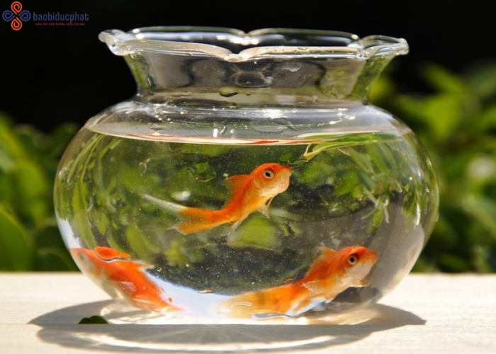 Hướng dẫn chăm sóc cá cảnh trong hũ thủy tinh nuôi cá