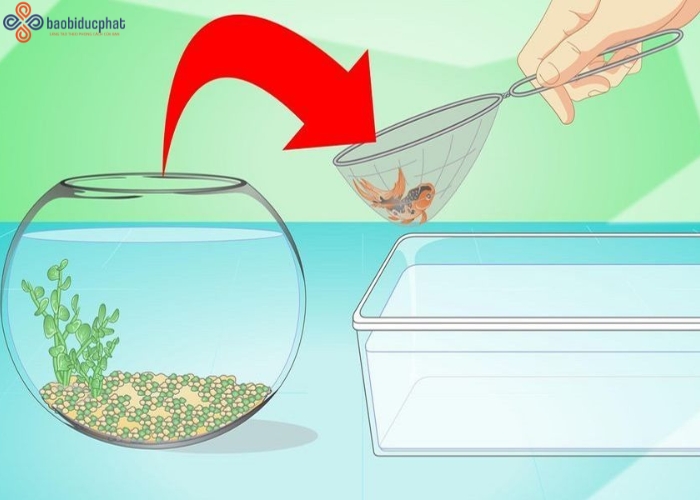 Hướng dẫn chăm sóc cá cảnh trong hũ thủy tinh nuôi cá